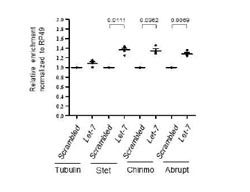 let-7 microRNA와 stet mRNA의 결합