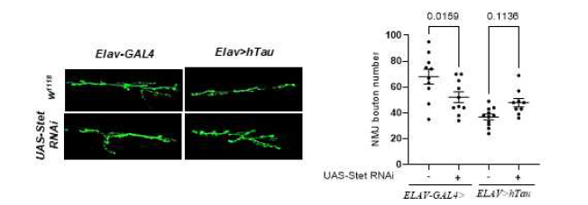 stet RNAi 돌연변이가 neuromuscular junction 에서 시냅스의 결함을 완화