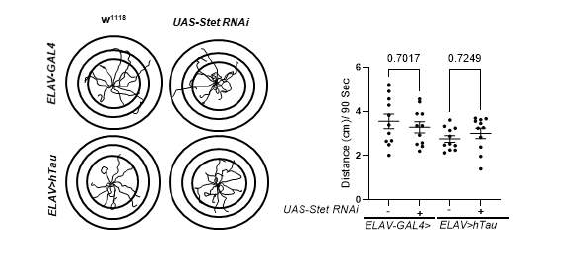 stet RNAi 돌연변이가 hTau 초파리 운동성을 증진