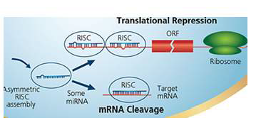 microRNA 기능