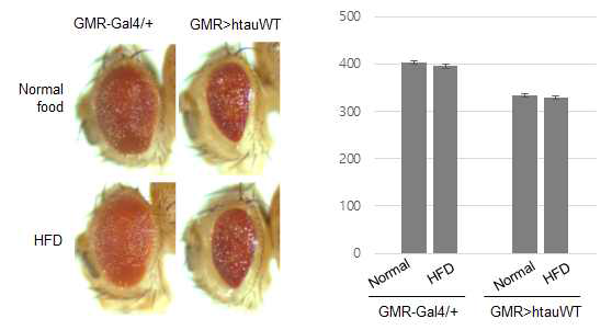 고지방식을 먹인 타우치매 초파리모델에서 눈 신경세포 사멸