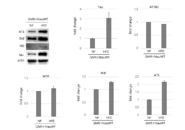 고지방식을 먹인 타우치매 초파리모델에서 타우 인산화