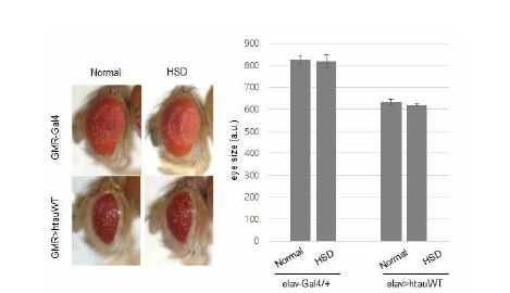 고당분식을 먹인 타우치매 초파리모델에서 눈 신경세포 사멸
