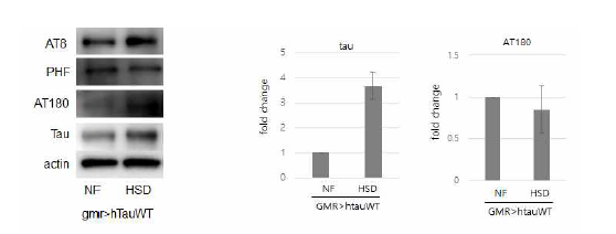 고당분식을 먹인 타우치매 초파리모델에서 타우 인산화