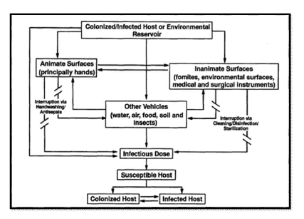 Transmission of infectious agents via animate and inanimate surfaces