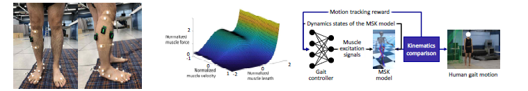 보행 데이터 측정을 위한 광학 마커 및 근전도 장비(왼쪽), 생리학적 근육-힘줄 구동기의 길이-속도-힘 곡면(가운데) 및 근육-힘줄 보행 제어기의 모방학습 과정(오른쪽)