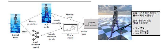 정상 모델 및 근육력 약화 모델의 순동역학 기반 보행 시뮬레이션 과정(왼쪽) 및 하지 종아리 근육의 근육 파라미터 조정을 통한 하지 근육력 약화 모델 생성(오른쪽)
