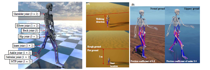 넘어짐 연구에 사용한 근골격 모델(왼쪽), 굴곡이 있는 지면에서의 보행 시뮬레이션(가운데), 및 미끄러운 지면에서의 보행 시뮬레이션(오른쪽)
