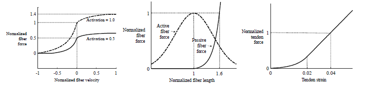 근섬유의 힘-속도 (왼쪽), 힘-길이(가운데), 힘줄의 힘-길이(오른쪽) 그래프