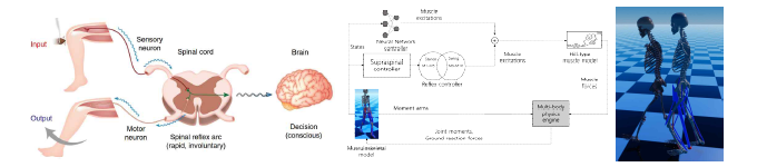 척수 반사 회로기(Zhang et al., 2020, 왼쪽), 인공 신경망이 결합된 근골격 보행 제어 신경망(가운데), 보행 시뮬레이션(오른쪽)