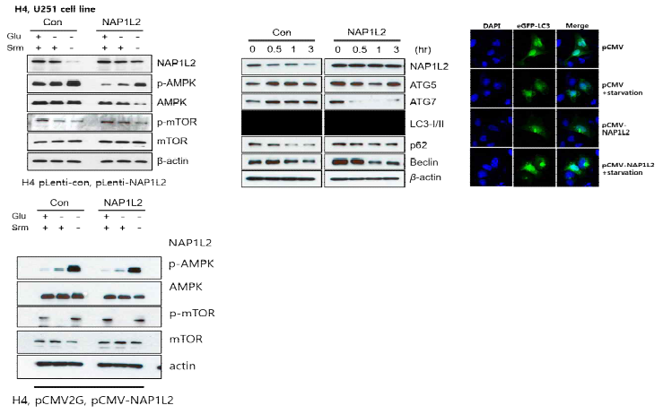 NAP1L2의 과발현이 metabolic stress에 의한 autophagy 발생에 관여하는지 확인하기 위해 NAP1L2를 과 발현한 후 metabolic stress를 처리하여 autophagy 마커가 정상 세포보다 덜 발현하는 것을 확인함.