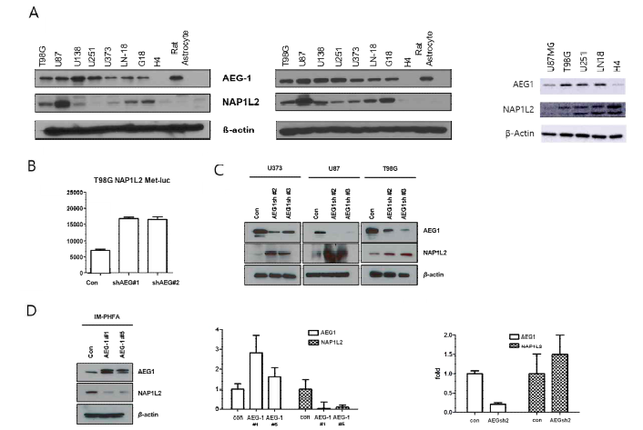AEG-1과 NAP1L2의 발현변화 확인 (A) 다양한 신경교종세포주에서 AEG-1과 NAP1L2의 발현 확인.(B-C) AEG-1 발현 저해에 따라 NAP1L2 발현이 증가됨을 확인함 (D) 정상별아교세포(IM-PHFA)에 서 AEG-1 과발현에 따른 NAP1L2의 발현이 증가함을 watern blot과 PCR을 통해 검증함