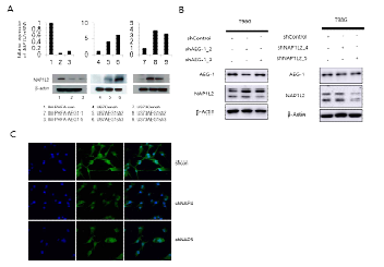 AEG-1 발현 변화에 따른 NAP1L2의 발현 변화 확인함.(A)정상세포와 신경교종세포주에서 AEG-1 발현조 절에 따른 NAP1L2의 발현변화 확인 (B)대표적인 신경교종 세포주인 T98G에서 AEG-1과 NAP1L2의 상관관계검증을 통해 AEG-1 발현 억제시 NAP1L2의 발현이 증가됨을 확 인함 (C) 확립된 NAP1L2 저해시스템을 면역조직학적 염색 법을 이용해 확인함