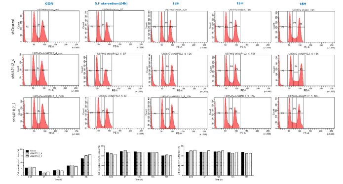 신경교종세포주 U87MG에서 NAP1L2 발현 저해에 따른 세포주기의 변화를 FACS 분석함.