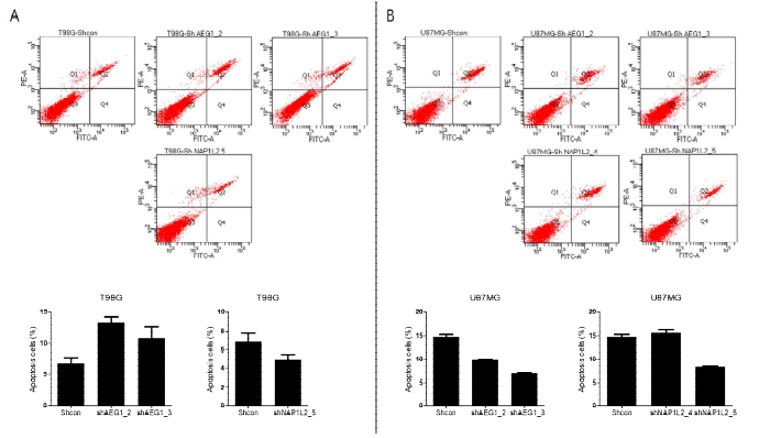 신경교종세포주에 AEG-1과 NAP1L2 발현 변화를 유도한 후 세포사멸정도를 FACS 분석을 통해 검증함. (A)T98G 세포주에서는 AEG-1 발현 저하시 세포사멸이 증가하나, NAP1L2의 발현에 따라서는 유 의미한 차이를 나타내지 않음. (B) U87MG의 경우 NAP1L2 발현 감소시 세포사멸이 증가하는 경향성을 확 인함으로서 신경교종세포주마다 NAP1L2의 영향이 동일하지 않음을 확인함.