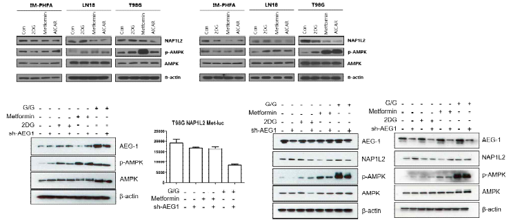 Autophagy를 유발하는 metabolic stress유도 시 NAP1L2와 AMPK 발현이 증가함을 확인하고, AEG-1과 NAP1L2의 연관성을 확인하기 위해 AEG-1발현 저해하여 autophagy 마커 발현이 변화함을 확인함. AEG-1 또한 metabolic stress 유도시 변화됨을 확인함.