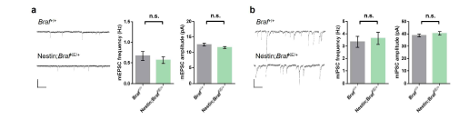 돌연변이 생쥐 해마 부위에서 시냅스 가소성 측정 a,b Whole cell patch clamp recording