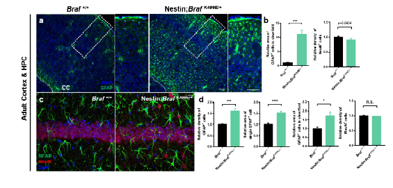 뇌세포 특이 적 BRAFK499E 발현이 중 추신경계 세포에 미치 는 영향 a 전뇌 피질 부위에서 GFAP 면역 염색의 대표 이미지 b 전뇌 피질 부위에서 GFAP와 NeuN 의 발현 c 해마 부위에서 GFAP, NeuN 면역 염색의 대 표 이미지 d 해마 부위 에서 GFAP와 NeuN의 발현