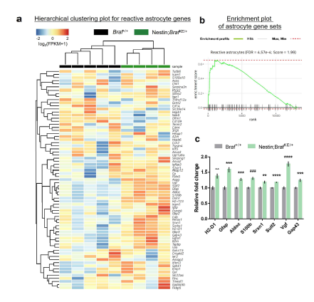 뇌세포 특이적 BrafK499E 생쥐 의 전사체 분석 a 반응성 성상세포 유 전자의 hierarchical clustering plot b 반응성 성상세포 유전자의 enrichment plot c 반응성 성상세포 유전자의 유 의미한 발현 증가