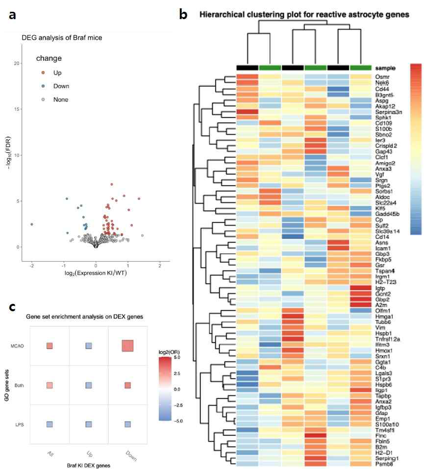 뇌세포 특이적 BrafG469E 생쥐 의 전사체 분석 a Volcano plot b 반 응성 성상세포 유전자의 hierarchical clustering plot c 반응성 성상세포 유 전자의 GSEA