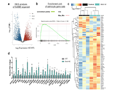 K499E 오가노이드 전사체 분석 a Volcano plot b 반응성 성상세 포 유전자의 GSEA c,d 반응성 성상세포 유전자의 hierarchical clustering plot