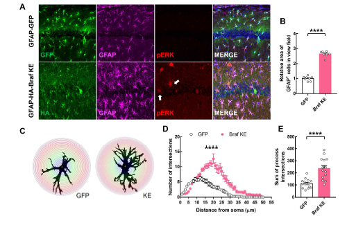 성상교세포 특이적 BRAF K499E 발현이 GFAP 발현에 미치 는 영향 A-E 해마 부위에서 GFAP 와 pERK의 발현 증가