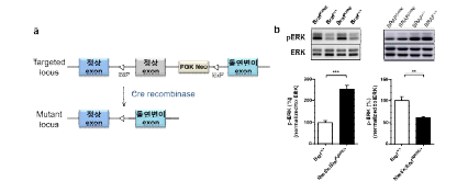 a Inducible knock-in 생쥐 제작 strategy 모식도. Cre가 없을 때는 정상 exon 들만 발현, Cre가 있을 때 돌연변이를 포함하 는 exon이 발현됨. b 생쥐 뇌에서 기능 획득 및 손실 돌연변이 Braf의 발현으로 인한 RAS 신호 전달경로의 활성 조절.