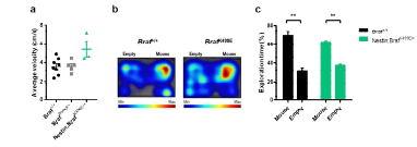 뇌세포 특이적 BrafK499E의 발 현이 기본적인 행동에 미치는 영향 a Open field test 동안의 이동 속도 b,c Three-chamber social test에서 사회적 대상과 비사회적 대상에 대한 선호도