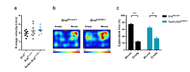 뇌세포 특이적 BrafG469E의 발 현이 기본적인 행동에 미치는 영향 a Open field test 동안의 이동 속도 b,c Three-chamber social test에서 사회적 대상과 비사회적 대상에 대한 선호도