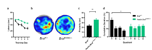 뇌세포 특이적 Braf K499E 발 현이 학습과 기억에 미치는 영향 a learning curve b heatmap c proximity d 각 사분면에 머문 시간