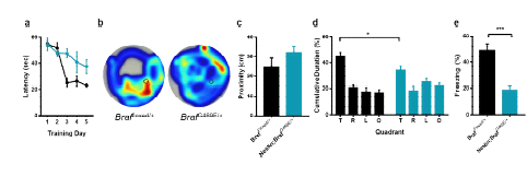 뇌세포 특이적 BrafG469E 발현이 학습과 기억에 미치는 영향 (a-d) 수중 미로 a Learning curve b 움직임을 기록한 heatmap c proximity d 각 사 분면에 머문 시간 e 고전적 공 포 기억