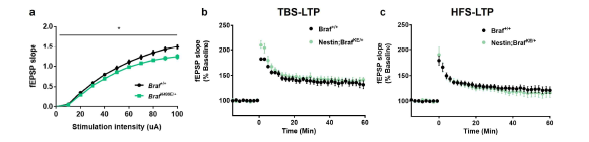 뇌세포 특이적 BrafK499E 발현이 시냅스 가소성에 미치는 영향 a Basal synaptic transmission b,c Long-term potentiation induced by TBS or HFS