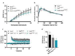 뇌세포 특이적 BrafG469E 발현이 시냅스 가 소성에 미치는 영향 a Basal synaptic transmission b Paired pulse facilitation c,d Long-term potentiation