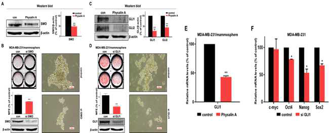 Hedgehog signaling pathway에 대한 physalin A의 효과.(A) 마모스페어의 SMO 단백질 발현에 대한 physalin A의 효과. (B) SiRNA 방법을 사용하여 SMO 유전자발현을 억제을 통한 암줄기세포 형성 실험. (C) 마모스페어의 GLI1 및 GLI2 단백질 발현에 대한 physalin A의 효과. (D) SiRNA 방법을 사용하 여 GLI1 유전자발현을 억제를 통한 암줄기세포 형성 실험. (E) 마모스페어에 physalin A 처리 후 GLI1의 전사레벨 분석. (F) SiRNA 방법을 사용하여 GLI1 유전자발현을 억제 후 줄기세포 형성 유전자 분석실험.