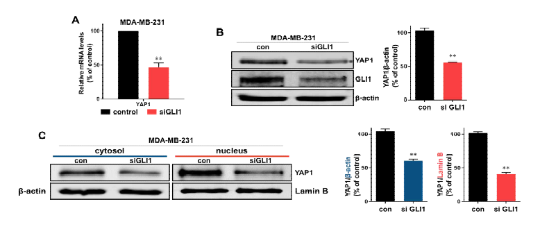 SiRNA 방법을 사용하여 GLI1 유전자발현을 억제 후 YAP1 유전자 분석 실험.(A) SiRNA 방법을 사용하여 GLI1 유전자발현을 억제를 통한 YAP1 전사 조절연구. (B) SiRNA 방법을 사용하여 GLI1 유전 자발현을 억제를 통한 YAP1 단백질 발현 조절연구. (C) SiRNA 방법을 사용하여 GLI1 유전자발현을 억 제를 통한 세포질 및 핵 내 YAP1 단백질 발현 조절연구.
