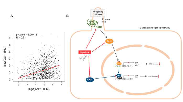 physalin A에 의한 암줄기세포 사멸 모델: GLI1과 YAP1 상호 관계. (A) TCGA 데이터를 이용 한 유방암 환자의 GLI1과 YAP1 상호관계 분석. (B) physalin A는 SMO, GLI1, GLI2 및 YAP1 저해를 통해 암줄기세포를 억제한다는 제안.