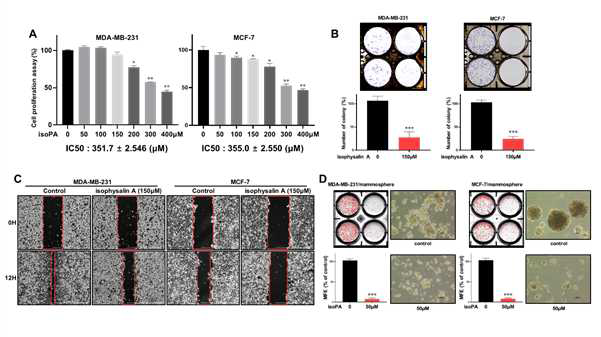 식물 유래 스테로이드 화합물, isophysalin을 이용한 유방암세포 성장억제 효과 및 유방암 줄기 세포 억제제 분석. (A) MCF-7와 MDA-MB-231 cells의 성장 억제효과 (B) colony formation (C) migration assay (D)유방암 줄기세포 억제제 분석.