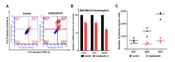 isophysalin A에 의한 유방암줄기세포 억제효과 검정 (A) isopysalin A의 apoptosis 효과 (B) isopysalin A에 의한 암줄기세포 인자 억제효과 검정 (C) 유방암줄기세포 성장 억제효과 검정.