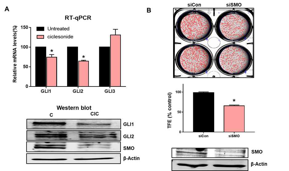 폐암줄기세포에 대한 ciclesonide와 isobutyl ciclesonide의 작용기전 연구 (A) SMO, GLI1/2/3에 대 한 ciclesonide의 전사억제효과 (B) SMO Si-RNA을 상용한 폐암 줄기세포 형성효과.