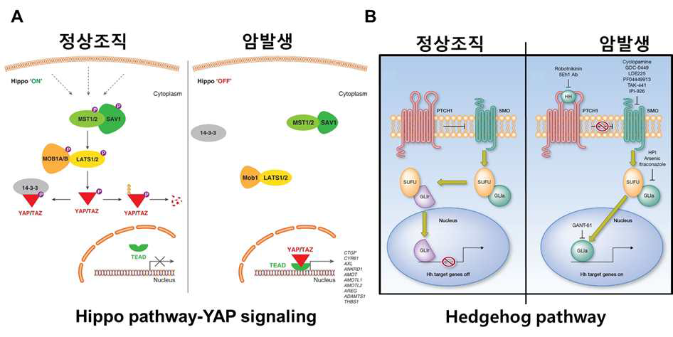 Hippo-YAP pathway (A)와 Hedgehog pathway (B)