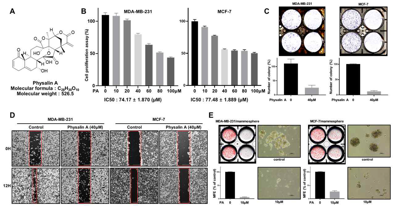 식물 유래 스테로이드 화합물, physalin을 이용한 유방암세포 성장억제 효과 및 유방암 줄기세포 억제제 분석. (A) physalin 구조 (B) MCF-7와 MDA-MB-231 cells의 성장 억제효과 (C) colony formation (D) migration assay (E) 유방암 줄기세포 억제제 분석.