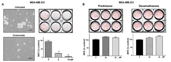 천식약 ciclesonide을 이용한 유방암세포 유방암 줄기세포 억제제 분석. (A) 유방암줄기세포에 대 한 ciclesonide 억제효과 (B) 유방암줄기세포에 대한 prednisone 및 dexamethasone 효과