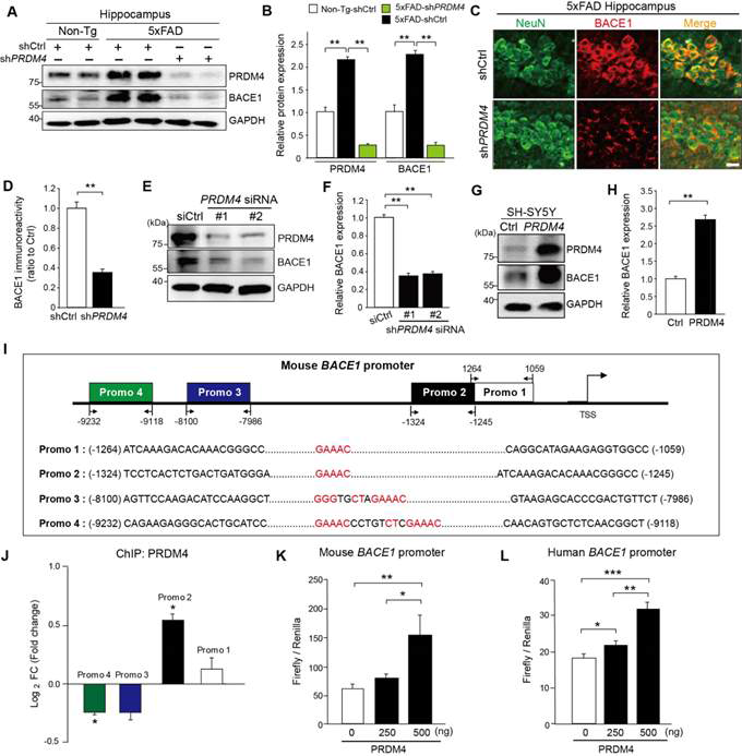 4개월된 5xFAD 마우스의 오른쪽 hippocampus에 Lenti-PRDM 4바이러스를 주입하고, 2개월 뒤에 hippocampus 부위를 뇌에서 분리하여 western blot (A, B)과 IHC (C,D) 실험을 BACE1 발현이 감소 되었는지 확인함. PRDM4 발현 감소에 의해 PRDM4 단백질 발현이 감소되는 것을 SH-SY5Y에서 확인함(E, F). PRDM4 과발현된 세포 에서는 BACE1 단백질 발현이 증가되는 것을 확인함(G, H). PRDM4 과발현된 세포 에서는 BACE1 promoter 활성이 증가되는 것을 확인함(K, L).