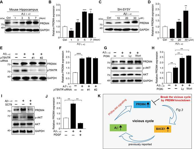 A-beta 주입에 의해 마우스 해마 조직에서의 PRDM4 단백질 발현이 증가되 것을 immunoblot 확인함(A, B). SH-SY5Y 세포에 A-beta 처리에 의해 마우스 해마 조직에서의 PRDM4 단백질 발현이 증가되 것을 immunoblot으로 확인함(C, D). SH-SY5Y 세포에 p75NTR siRNA 처리에 의해서 A-beta 처리에 의한 PRDM4 발현 증가에는 변화가 없는 것을 확인함(E, F). SH-SY5Y 세포에 Ly, Wortmanin, Pi3K inhibitor 처리에 의해서 A-beta 처리에 의한 PRDM4 발현 증가폭이 더 증가함을 을 확인함(G, H). SH-SY5Y 세포에 SC79, AKT activator 처리에 의해서 A-beta 처리에 의한 PRDM4 발현 증가가 억제 되는 것을 확인함(I, J).