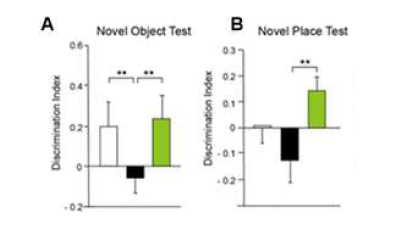 5xFAD 치매 동물 모델에서 PRDM4 발현 억제를 통한 인지기능 회복 확인.(A)Novel Object Test. (B) Novel Place Test. Lenti-shPRDM4 바이러스 주입 동물이 novel object test (A), novel Place test (B) 실험을 통해 인지기능 개선 효과가 나타나는 것을 확인함.