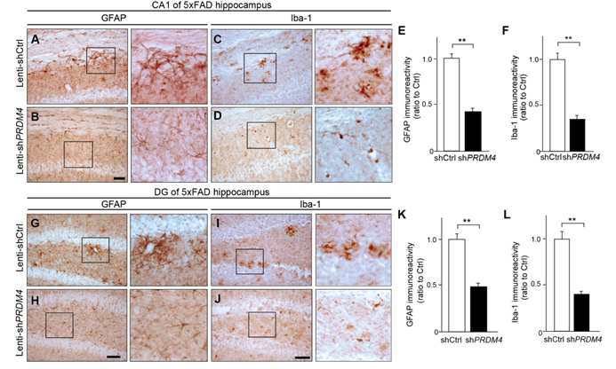 치매 동물모델인 5XFAD mouse에서 microglia, astrocyte 활성화 정도를 확인. Lenti-Ctrl 을 주입한 5XFAD 마우스 해마보다 Lenti-shPRDM4 바이러스를 주입한 5XFAD 마우스 hippocamppus(A-F), DG(G-L)에 microglia(C,D,I,J,F,L), astrocyte(A,B,G,H,E,K) 활성화 정도가 줄 어들었음을 IHC을 통해서 확인함.