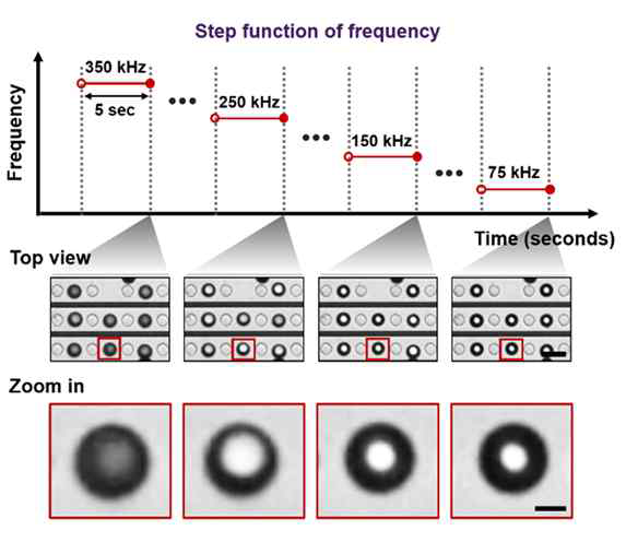 10 μm 직경의 폴리스티렌 Plain 입자를 DEP 칩 위에 주입한 후, 0.6 Vp-p의 고정된 입력 전압에서 네 가지 주파수 계단 (350, 250, 150, 75 kHz)에 따라 나타난 입자의 수직 높이 위치에 따른 예시 이미지. 350 kHz는 입자의 수직 높이 변화가 일어나기 전의 초기 상 태. 이후 주파수 조건에 따라 5초 마다 낮아진 높이에서 촬영된 이미지 (Top view 스케일바: 20 μm, Zoom in 스케일바: 20 μm,)