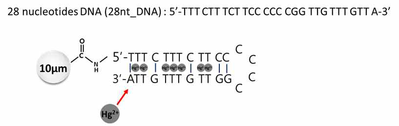 수은 이온에 특이적으로 결합하는 28nt DNA의 염기서열과 10 μm 폴리스티렌 입자 표면 에 그 염기서열을 고정한 후, 수은 이온이 특이적으로 결합하여 헤어핀 형태를 갖는 모식도[8]