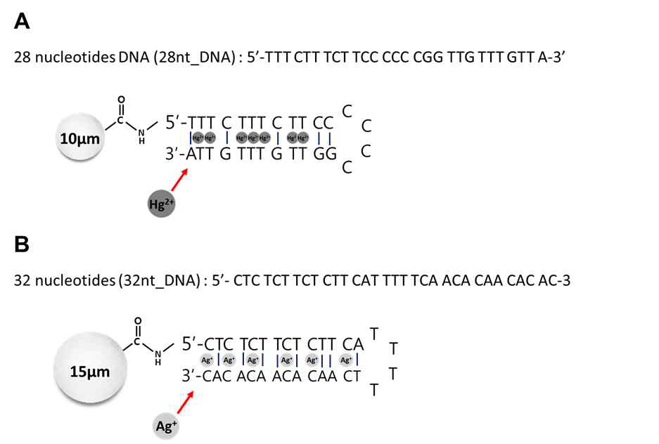 (A) 수은 이온에 특이적으로 결합하는 28nt DNA의 염기서열과 10 μm 폴리스티렌 입자 표 면에 그 염기서열을 고정한 후, 수은 이온이 특이적으로 결합하여 헤어핀 형태를 갖는 모식도[9]. (B) 은 이온에 특이적으로 결합하는 32nt DNA의 염기서열과 15 μm 폴리스티렌 입자 표면에 그 염 기서열을 고정한 후, 은 이온이 특이적으로 결합하여 헤어핀 형태를 갖는 모식도[10].