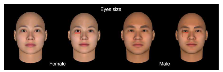 FaceGen Modeller 프로그램에서 눈 크기를 조절한 얼굴 모델